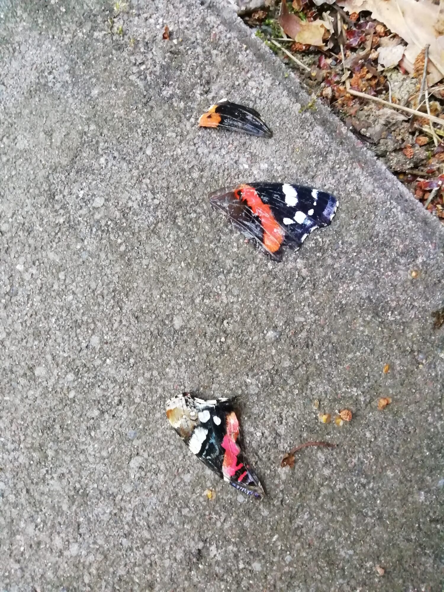 Valokuvaaja: Hannele Wikman