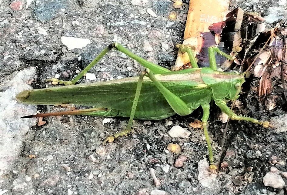 Valokuvaaja: Birgit Silvennoinen