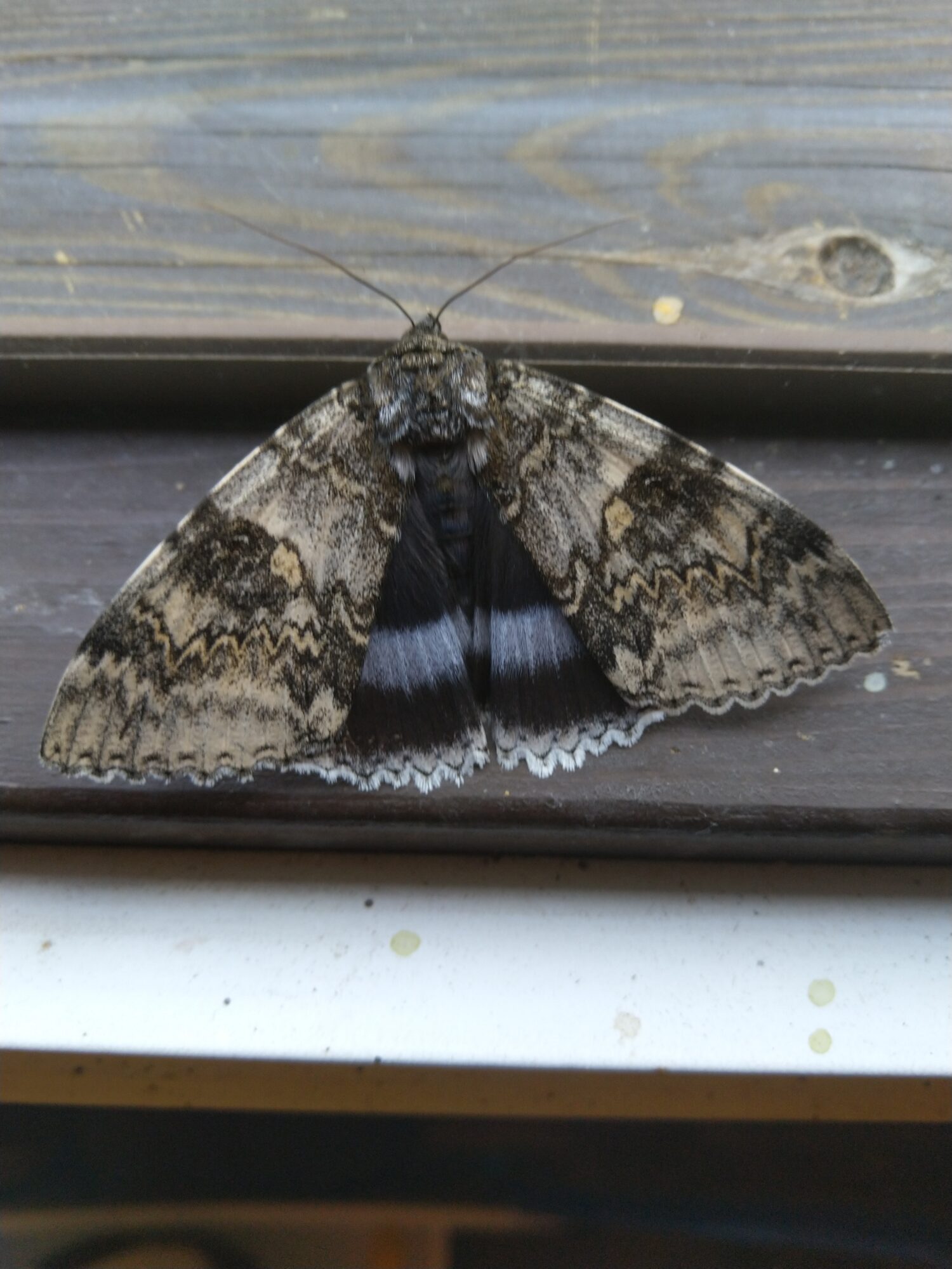 Valokuvaaja: Risto Intonen