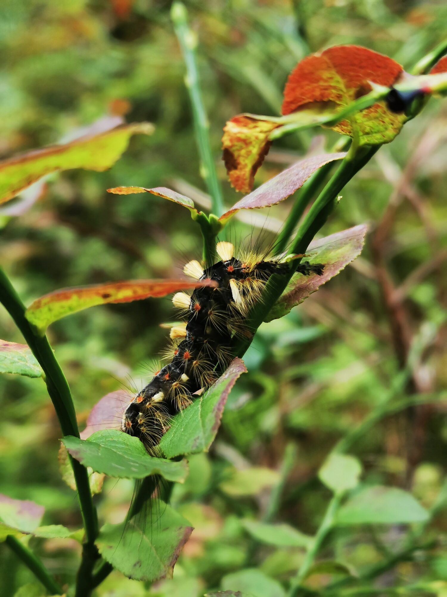 Valokuvaaja: Anna Pohls