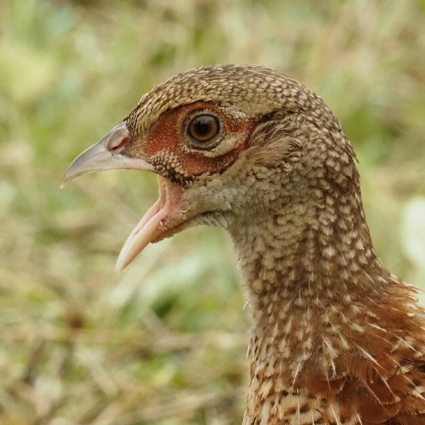 Valokuvaaja: Mikkola Irma