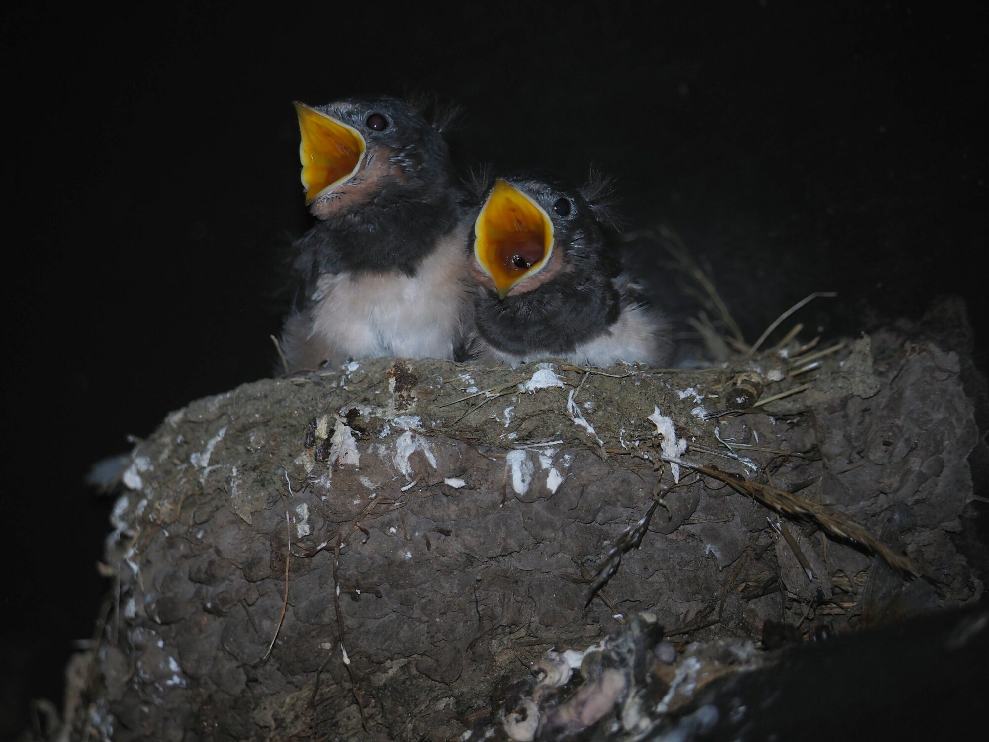 Valokuvaaja: Mikkola Irma