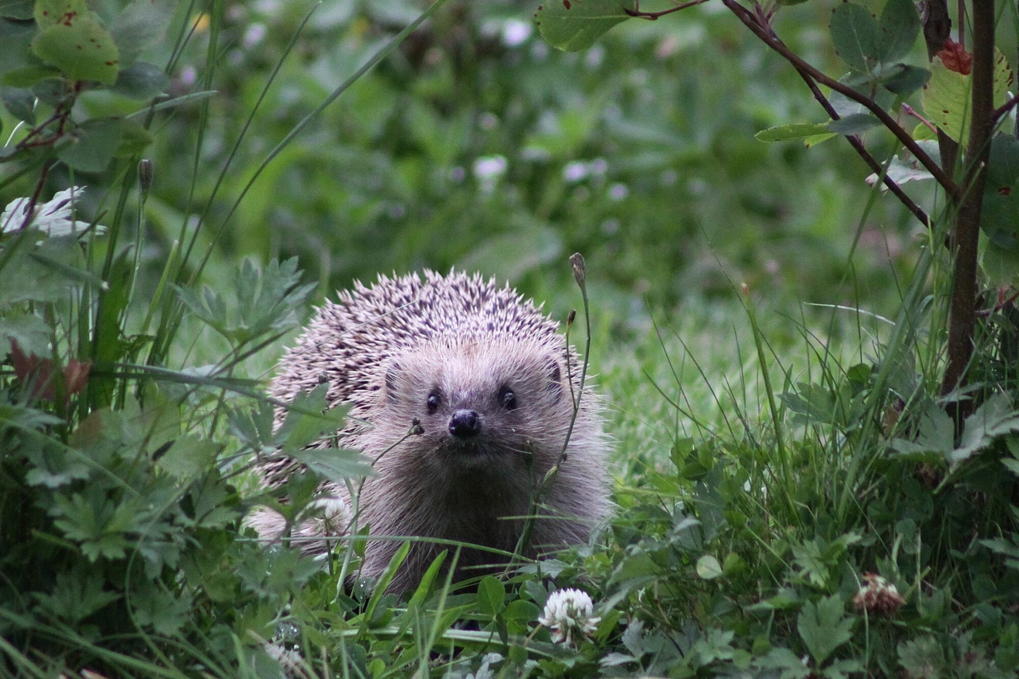 Valokuvaaja: Pirkko Siukonen