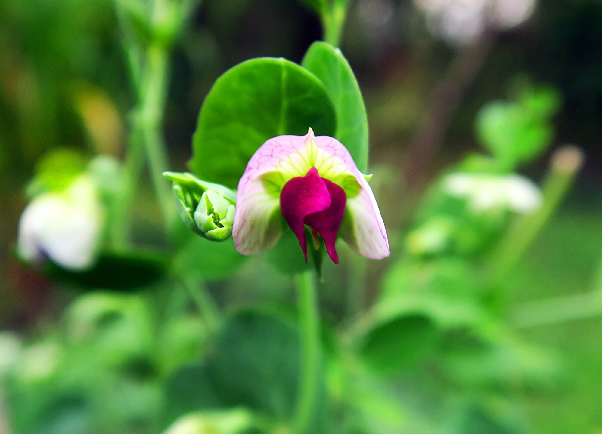 Valokuvaaja: Kati Westerlund