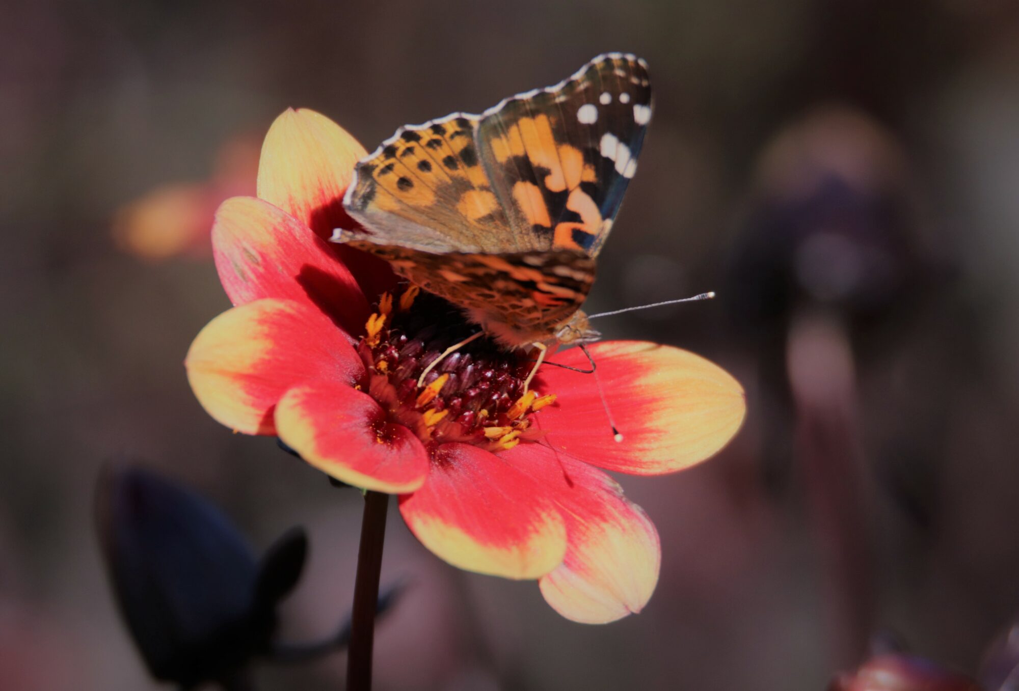 Valokuvaaja: Irja Lehtinen