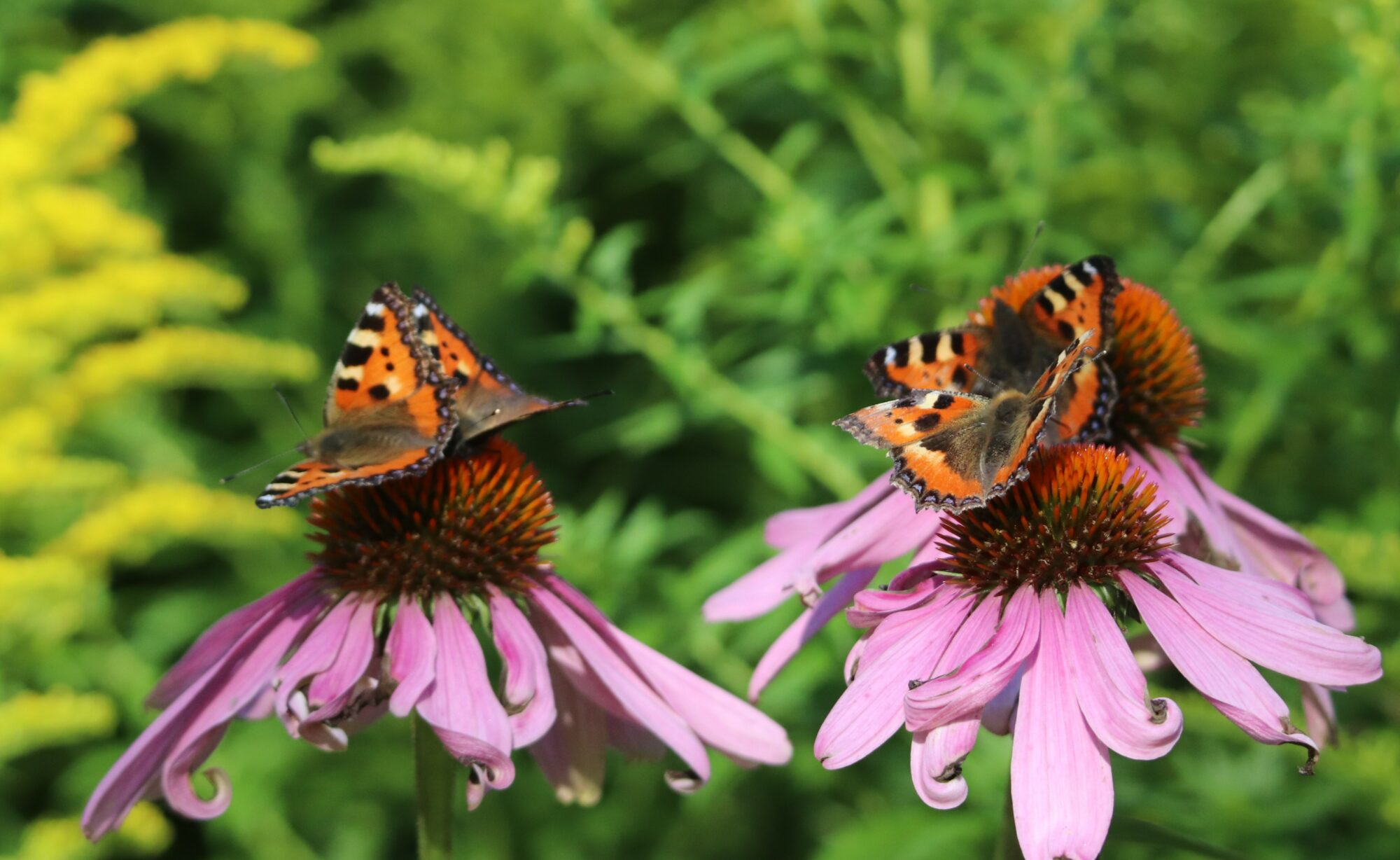 Valokuvaaja: Irja Lehtinen