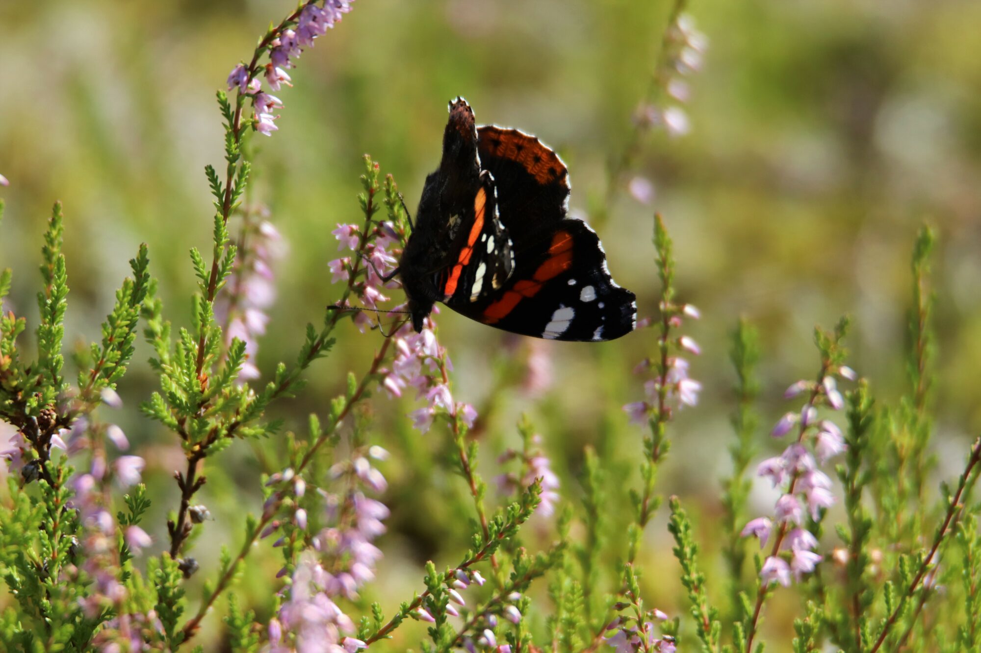 Valokuvaaja: Irja Lehtinen