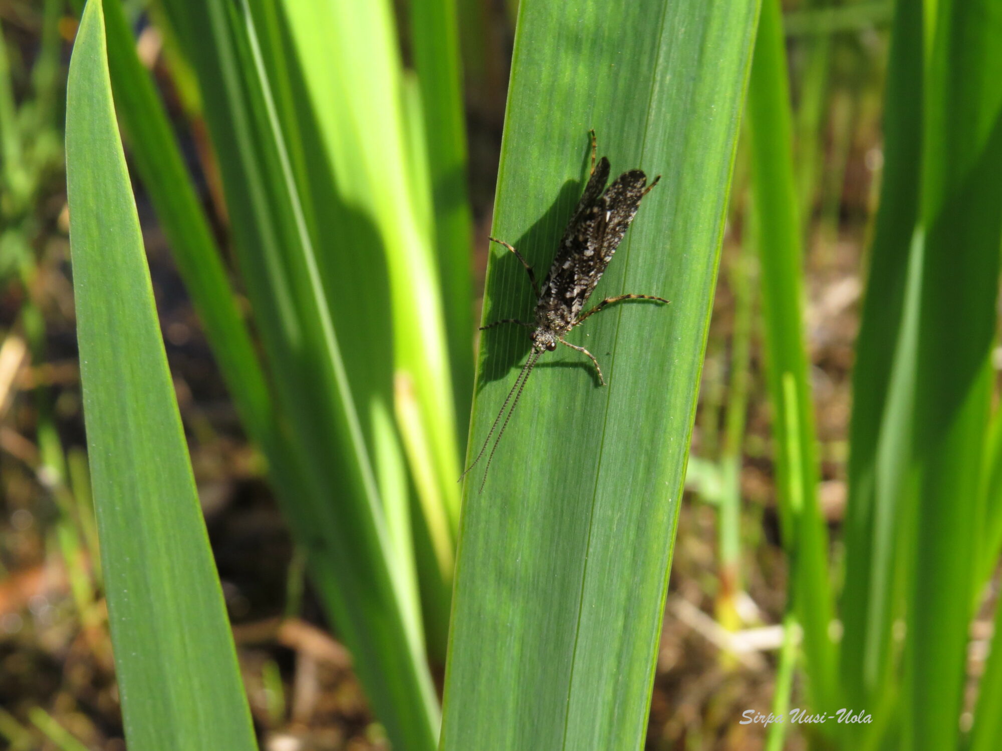 Valokuvaaja: Sirpa Uusi-Uola