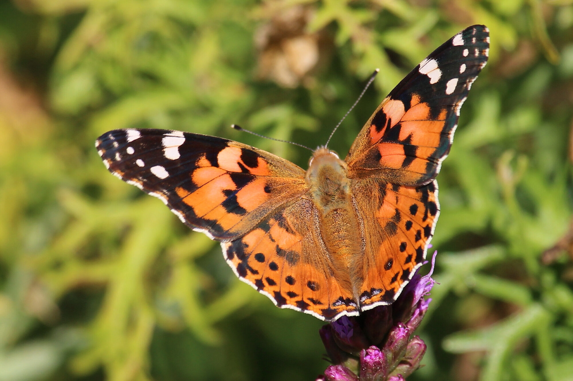 Valokuvaaja: Kirsi-Marja Joenpolvi
