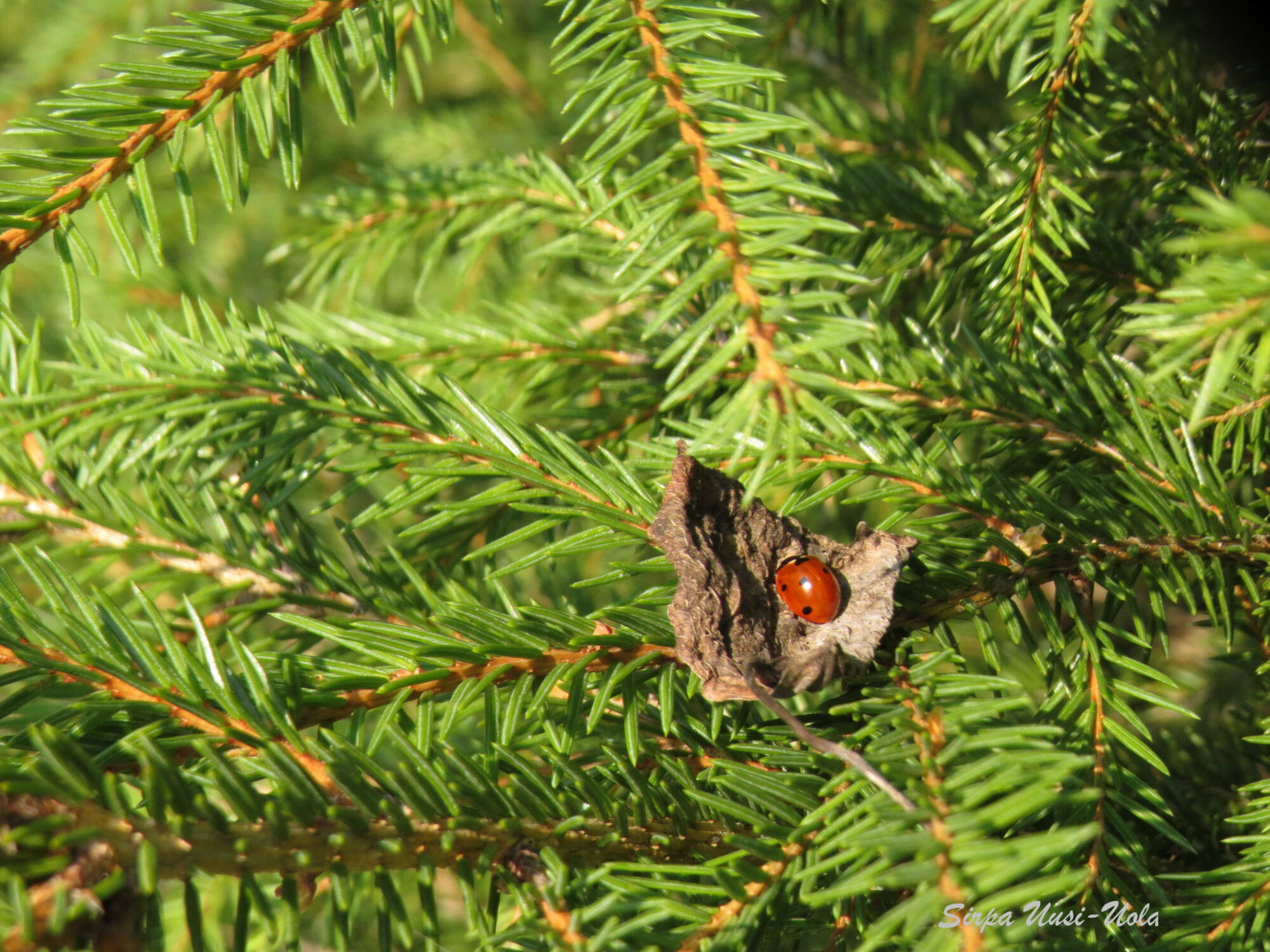 Valokuvaaja: Sirpa Uusi-Uola