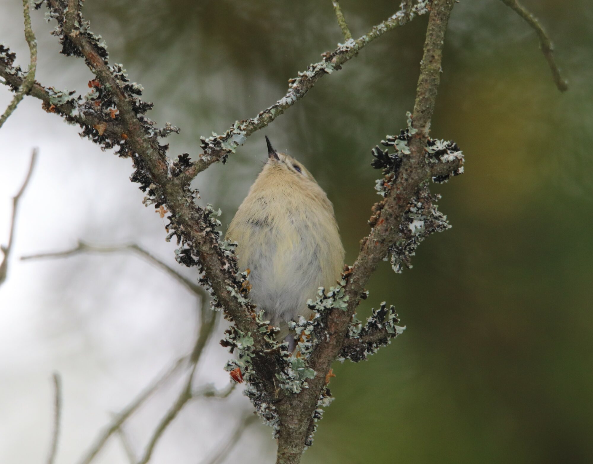Valokuvaaja: Irja Lehtinen