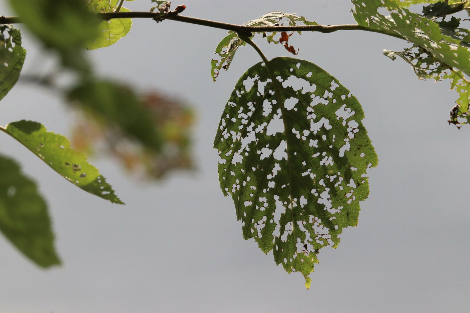 Valokuvaaja: Irja Lehtinen