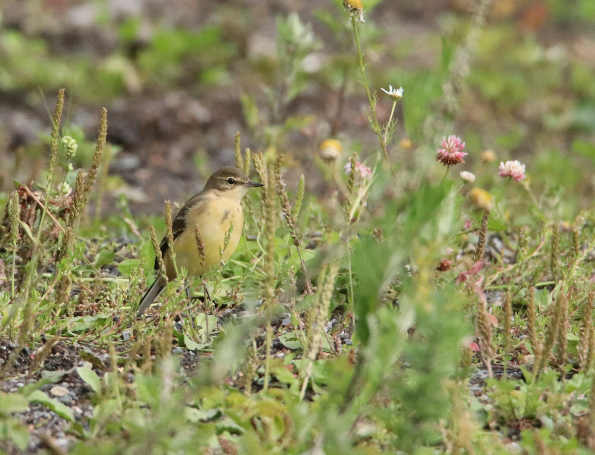 Valokuvaaja: Irja Lehtinen