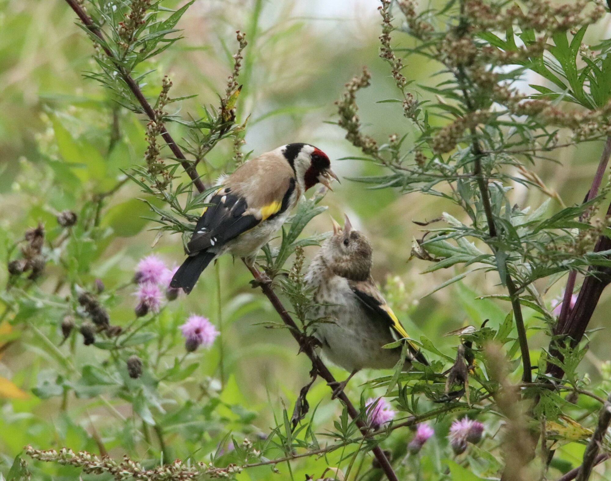 Valokuvaaja: Irja Lehtinen