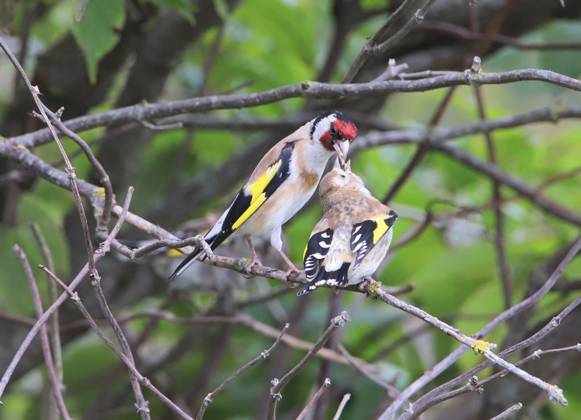 Valokuvaaja: Risto Kulmala