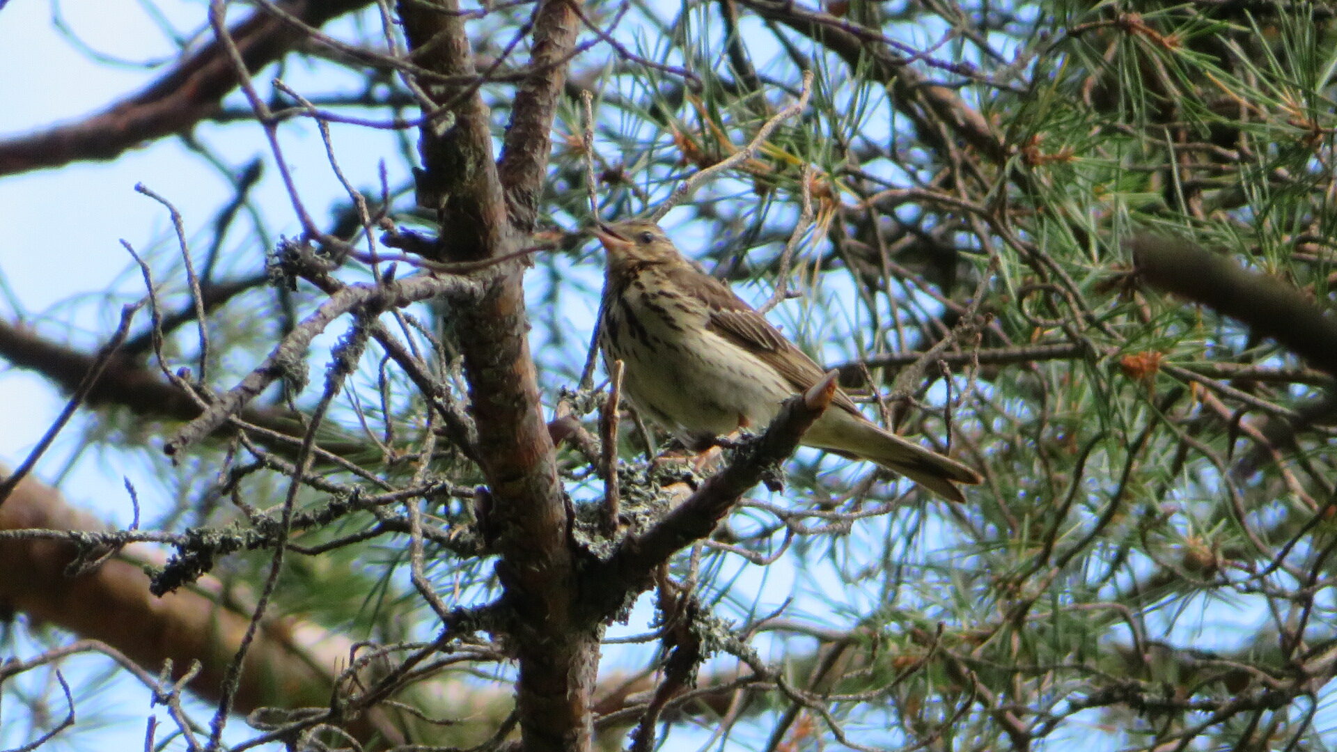 Valokuvaaja: Risto Kangassalo