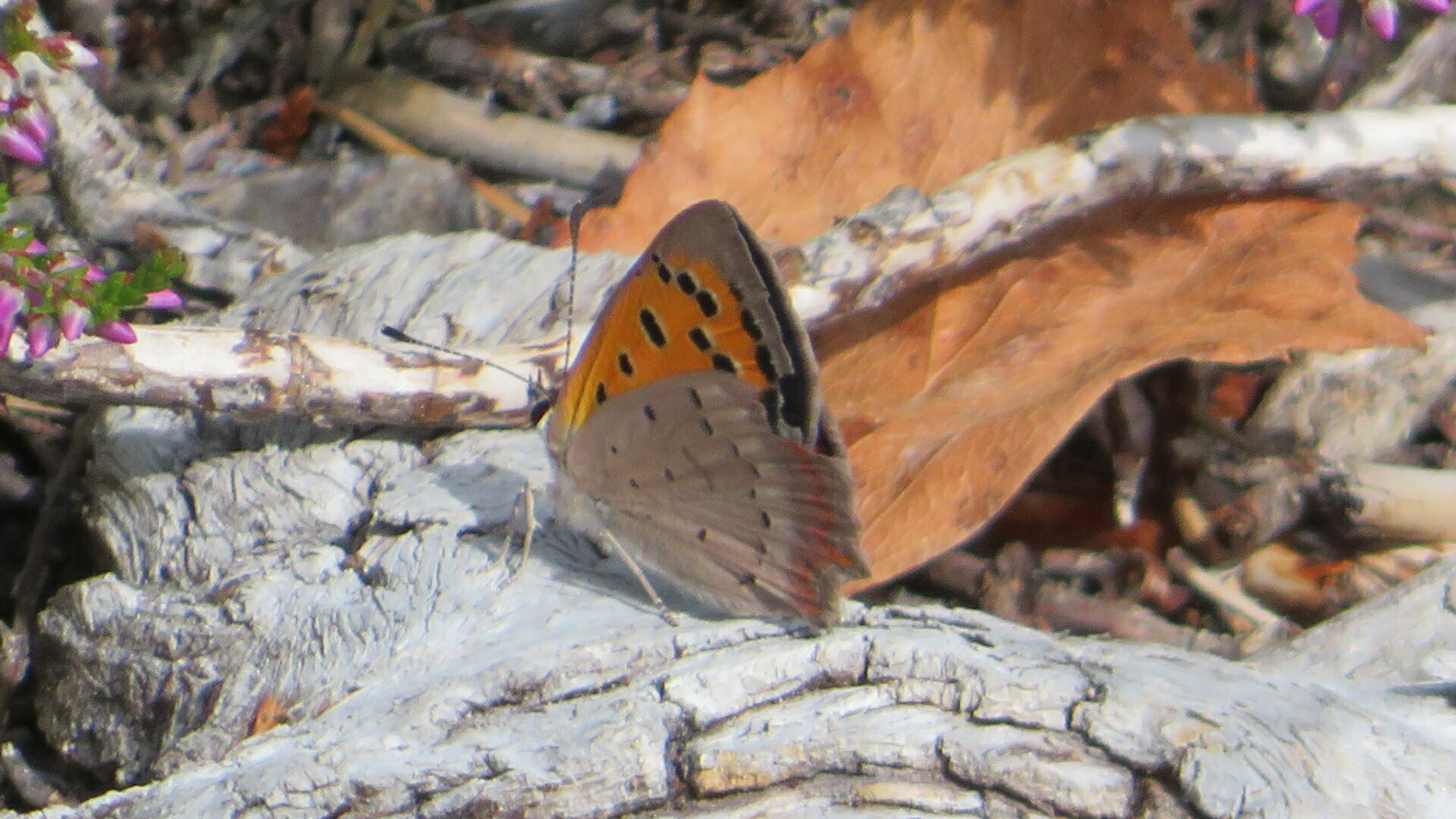 Valokuvaaja: Risto Kangassalo