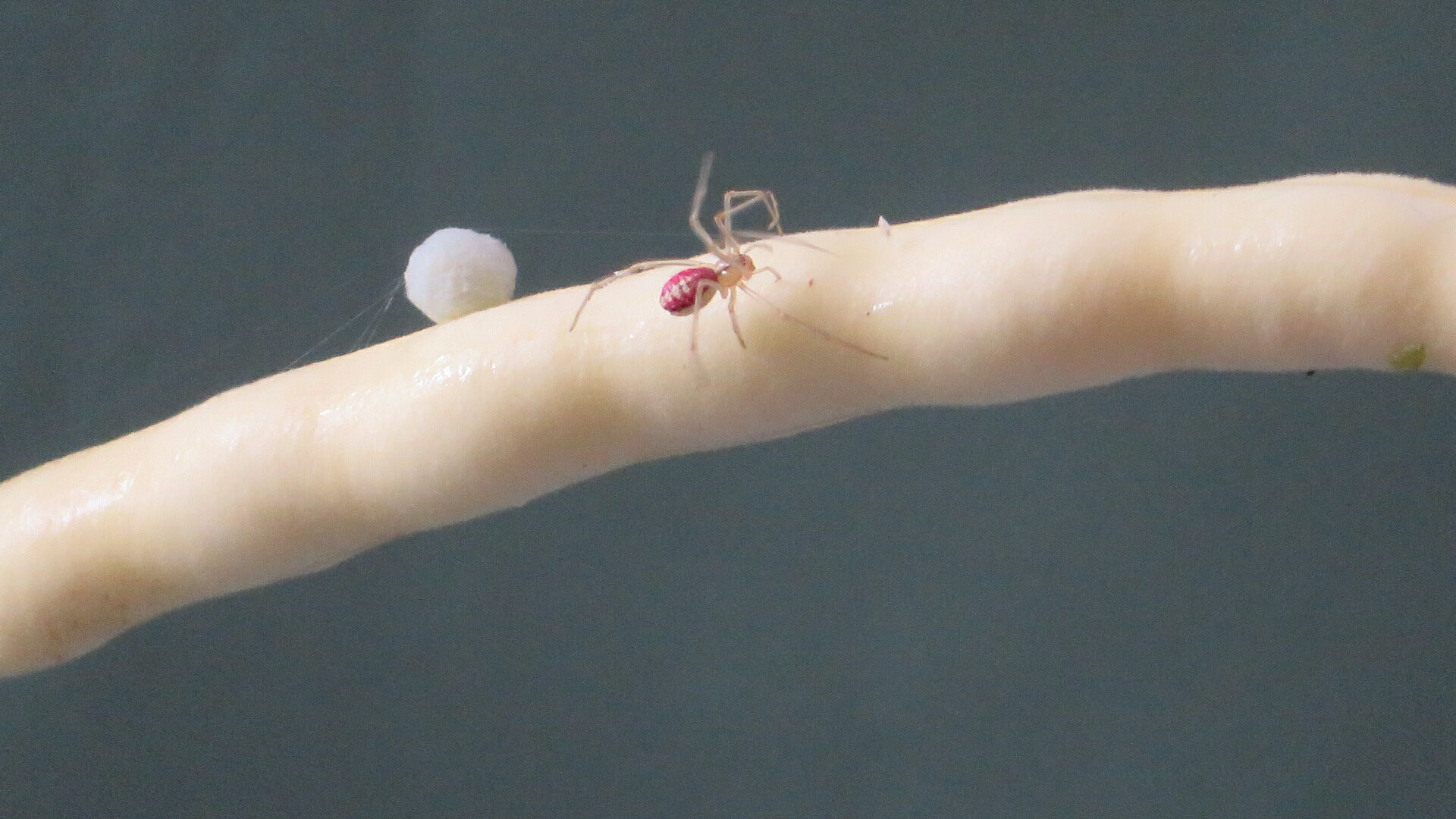 Valokuvaaja: Risto Kangassalo