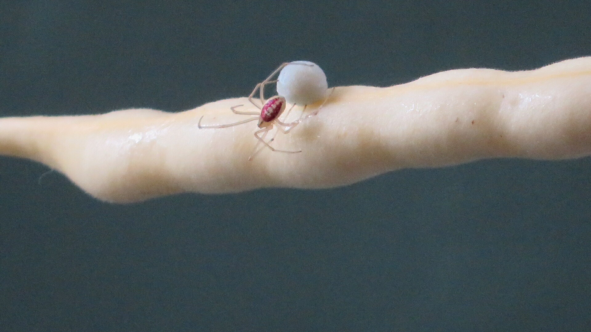 Valokuvaaja: Risto Kangassalo