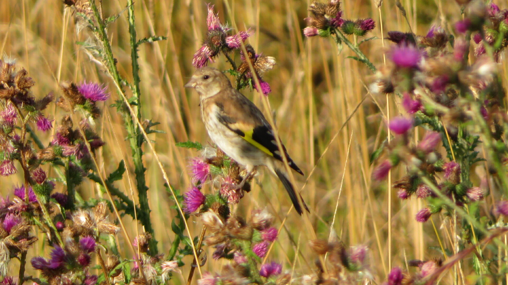 Valokuvaaja: Risto Kangassalo
