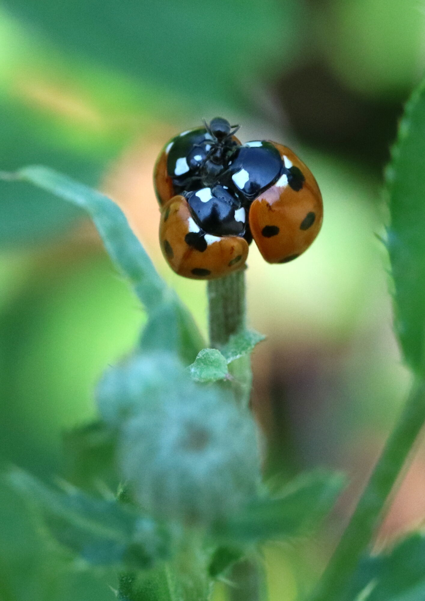 Valokuvaaja: Hannu Rasiranta Valokuvaaja: Hannu Rasiranta