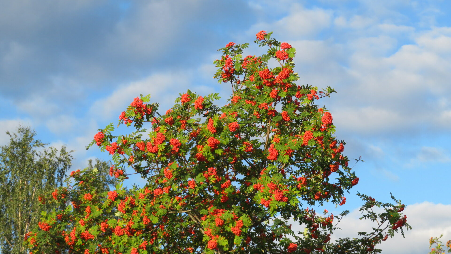 Valokuvaaja: Risto Kangassalo