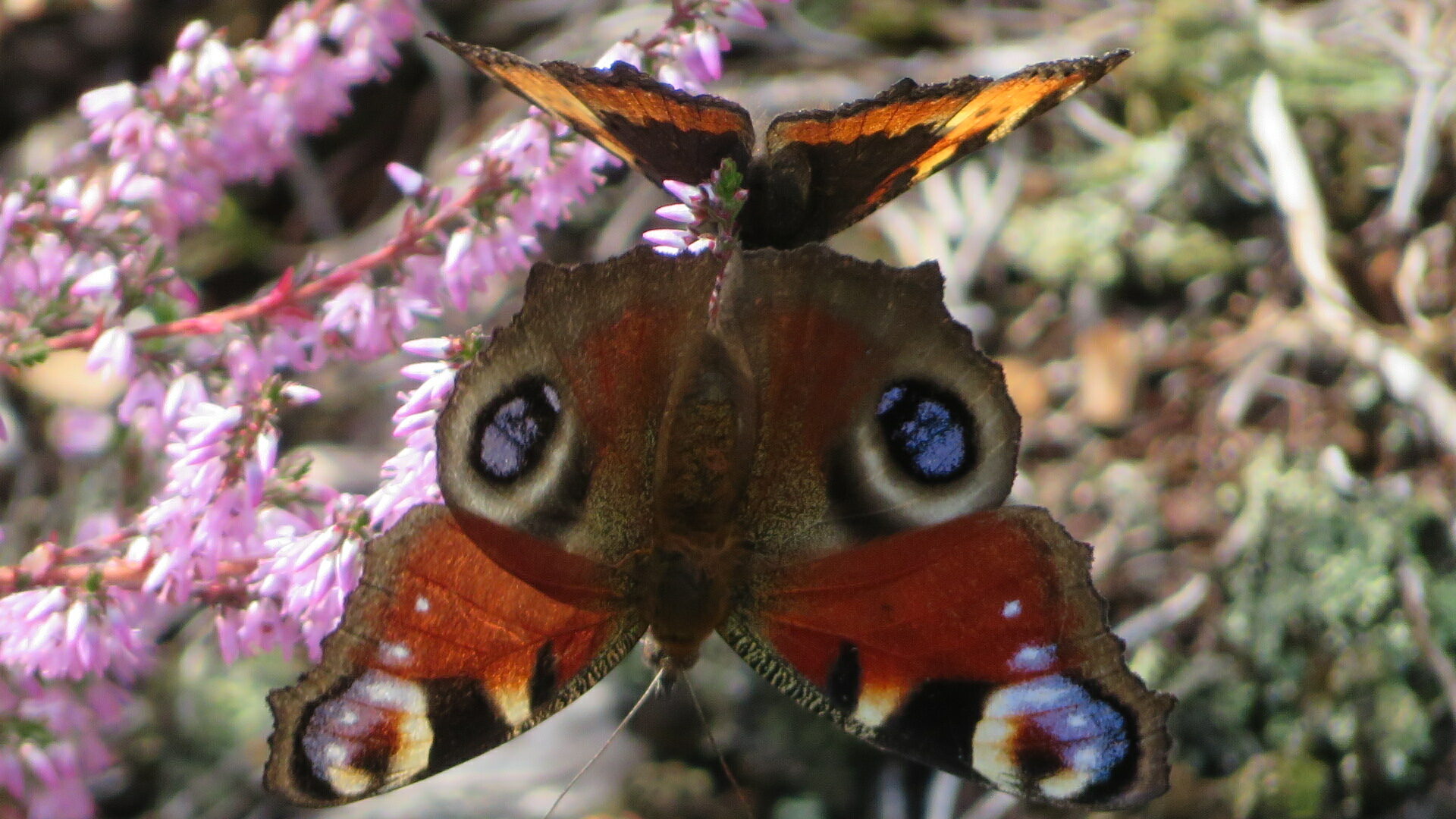 Valokuvaaja: Risto Kangassalo