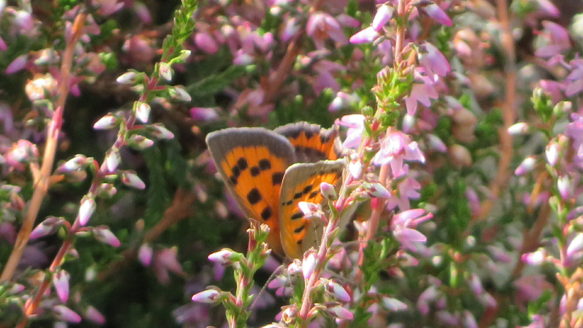 Valokuvaaja: Risto Kangassalo