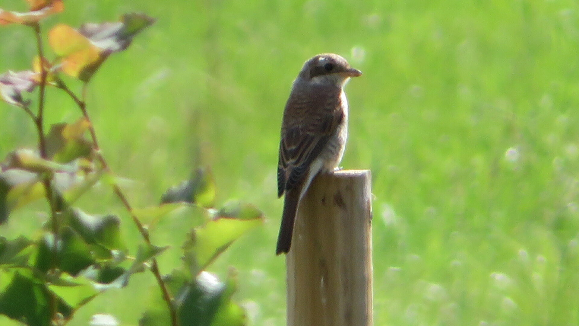 Valokuvaaja: Risto Kangassalo
