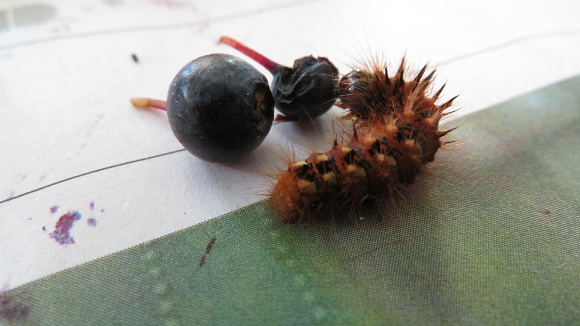 Valokuvaaja: Risto Kangassalo