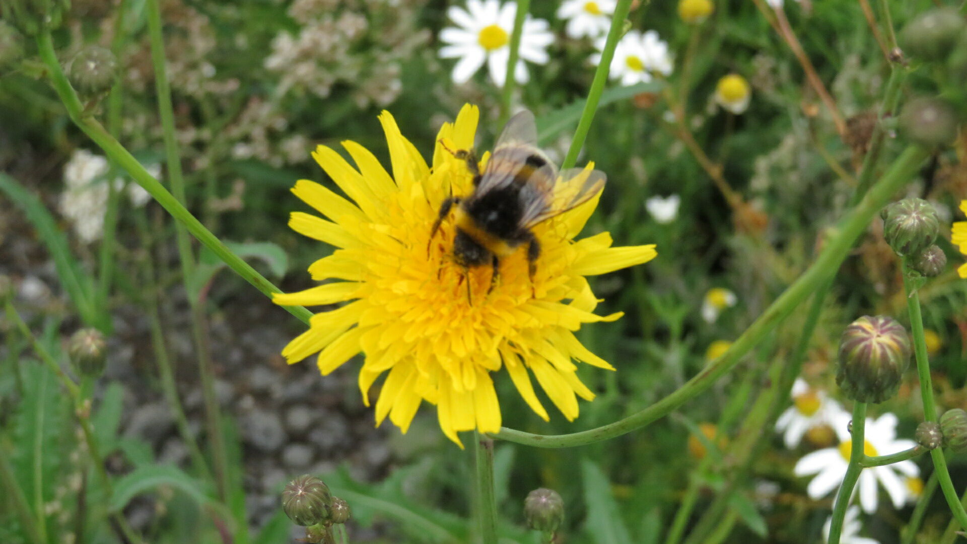 Valokuvaaja: Risto Kangassalo