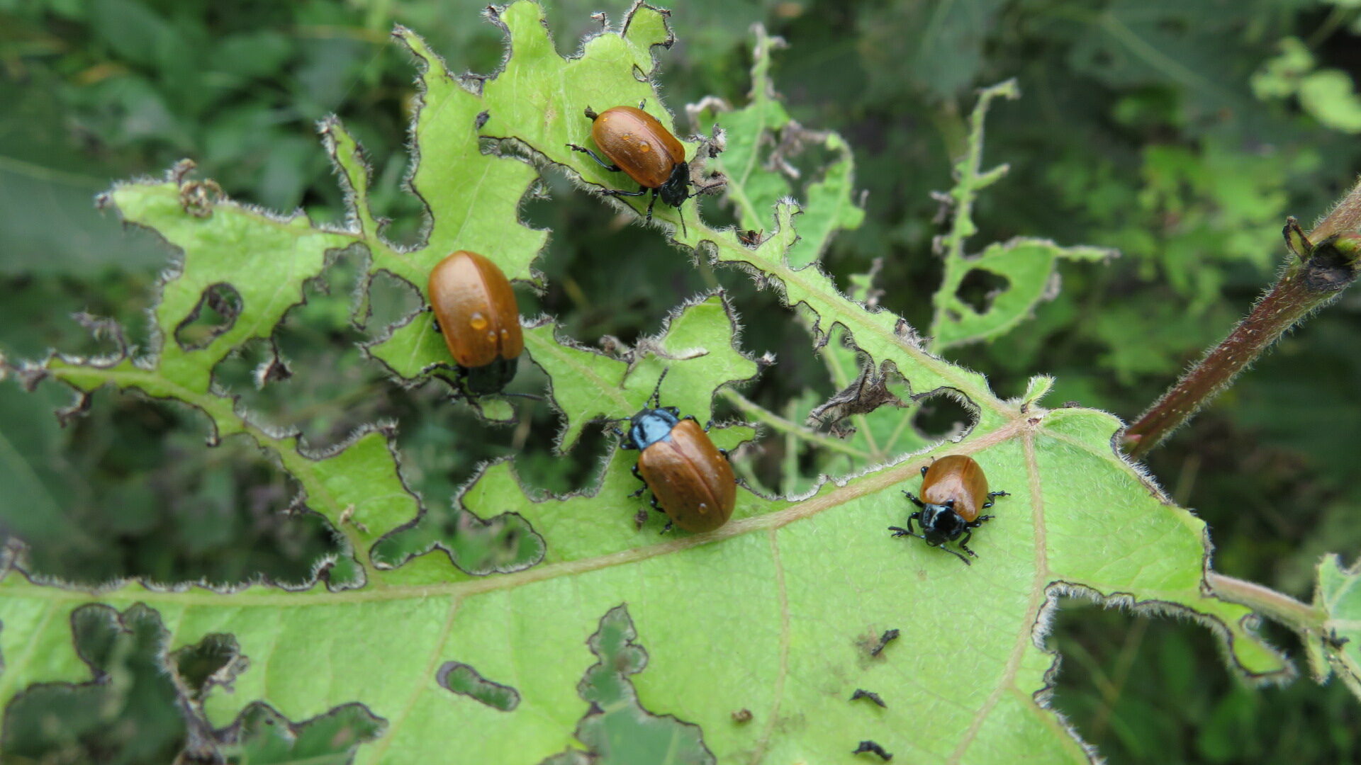 Valokuvaaja: Risto Kangassalo