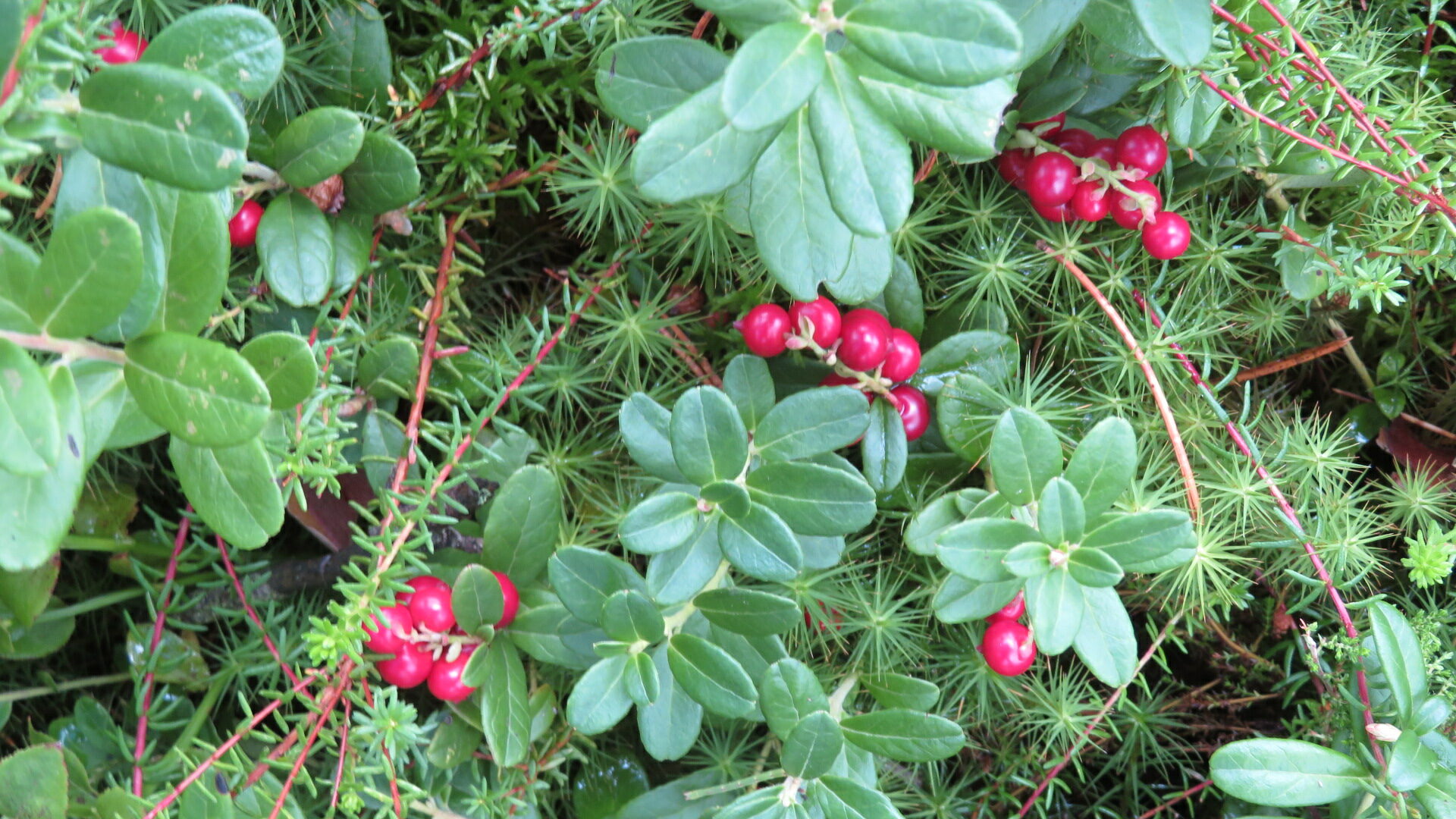 Valokuvaaja: Risto Kangassalo