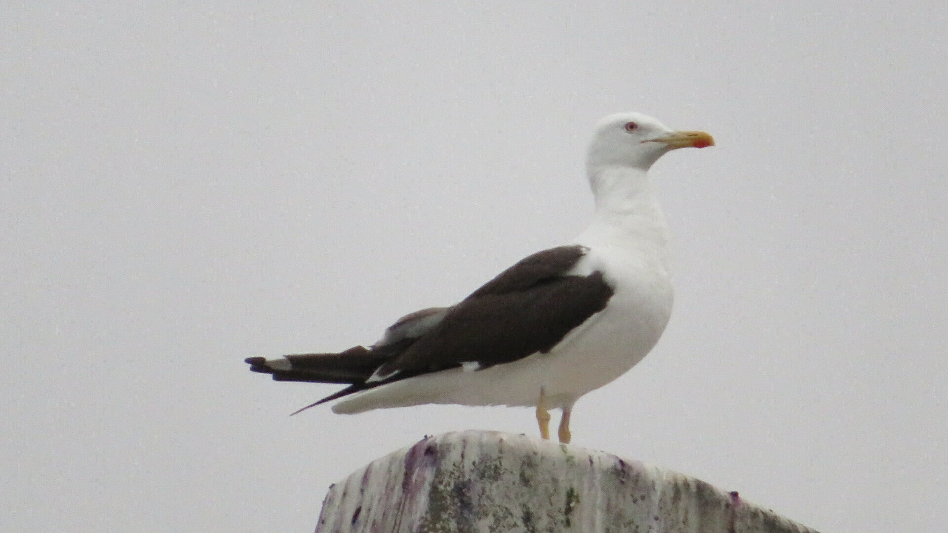 Valokuvaaja: Risto Kangassalo