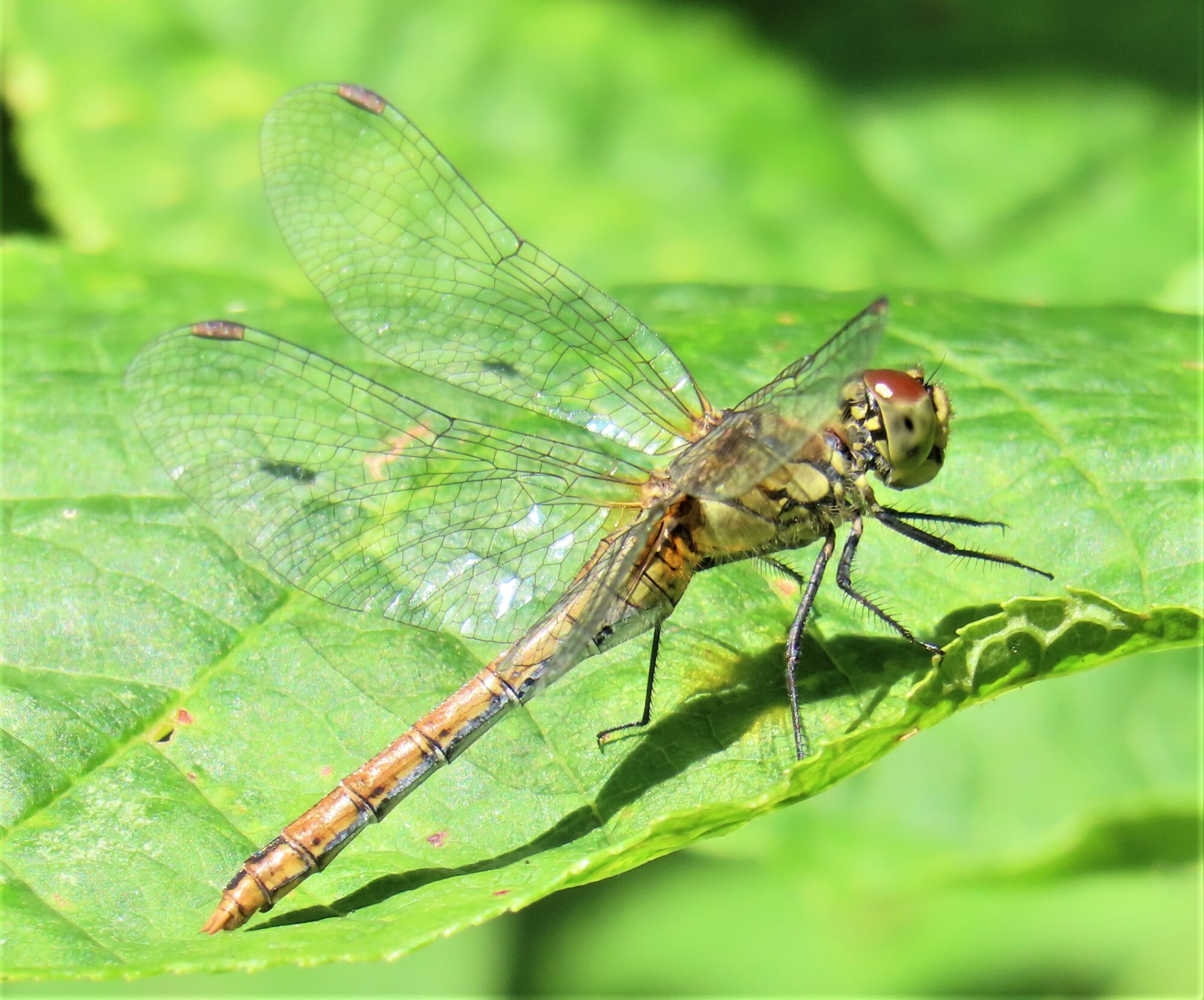 Valokuvaaja: Birgit Silvennoinen