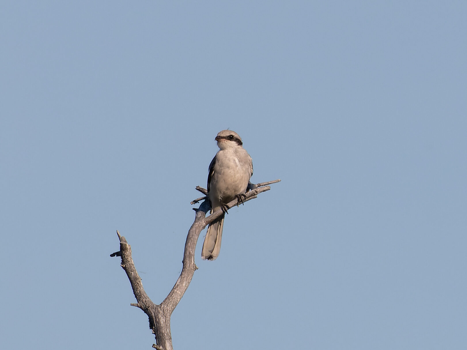 Valokuvaaja: Tommi Kujala