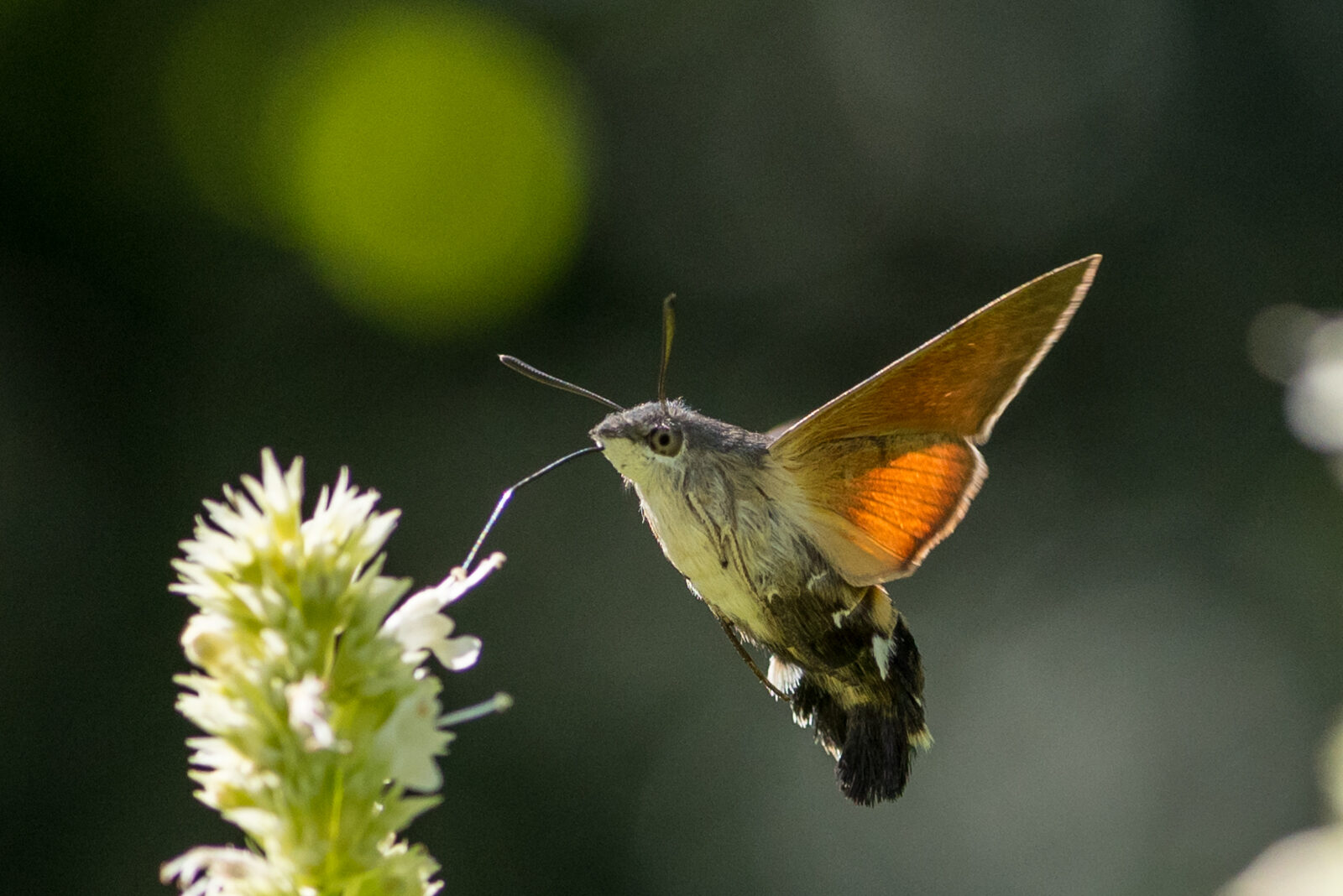 Valokuvaaja: Timo Kakko-Quednau