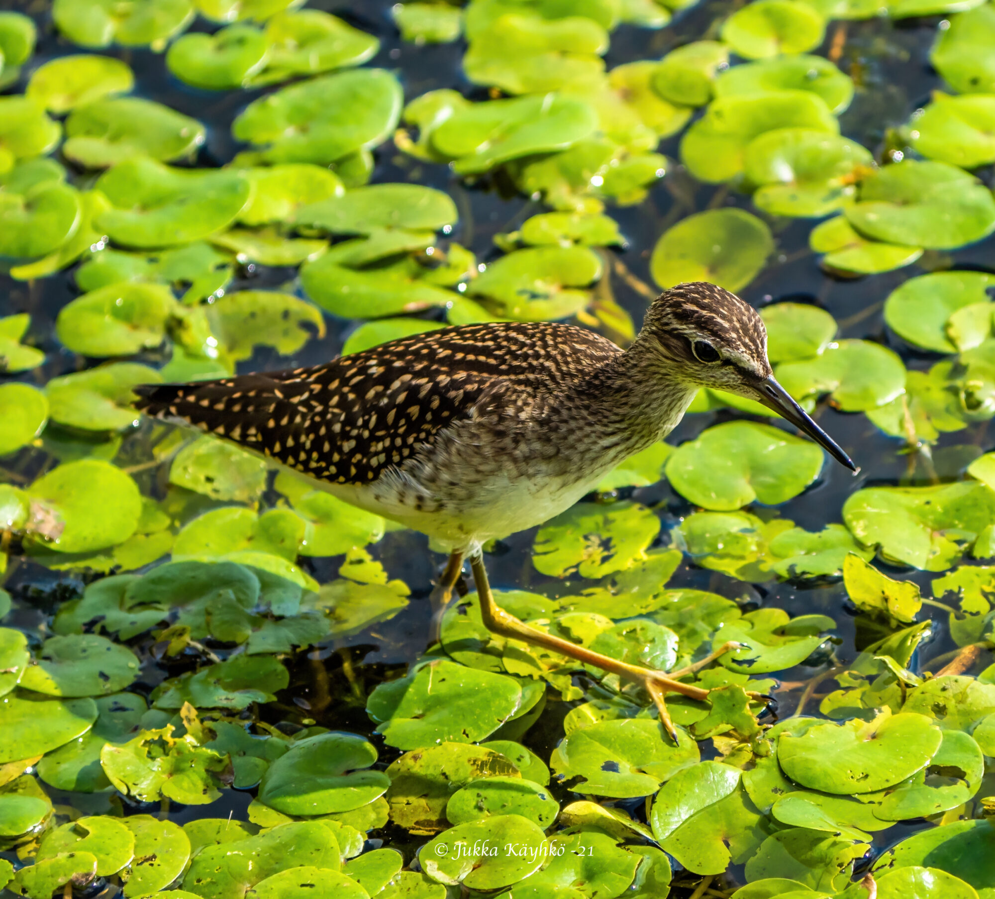 Valokuvaaja: Jukka Käyhkö