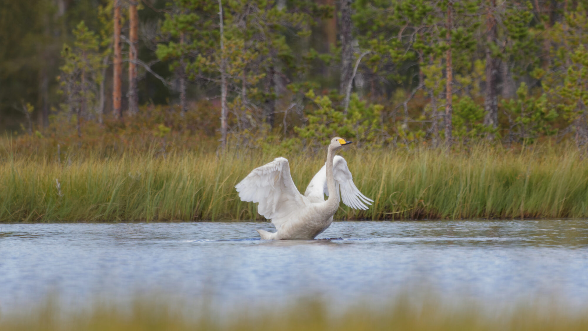 Valokuvaaja: Tommi Kujala Valokuvaaja: Tommi Kujala