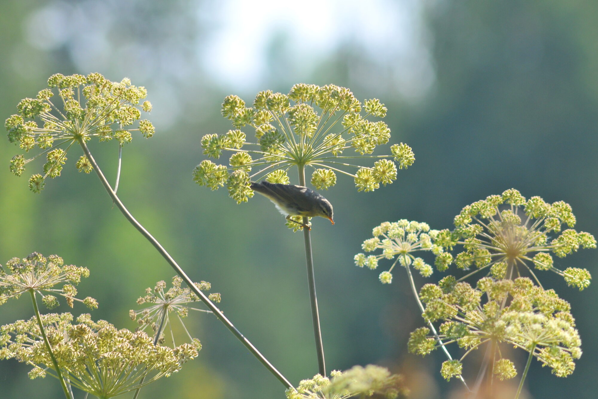 Valokuvaaja: Kaarlo Asikainen