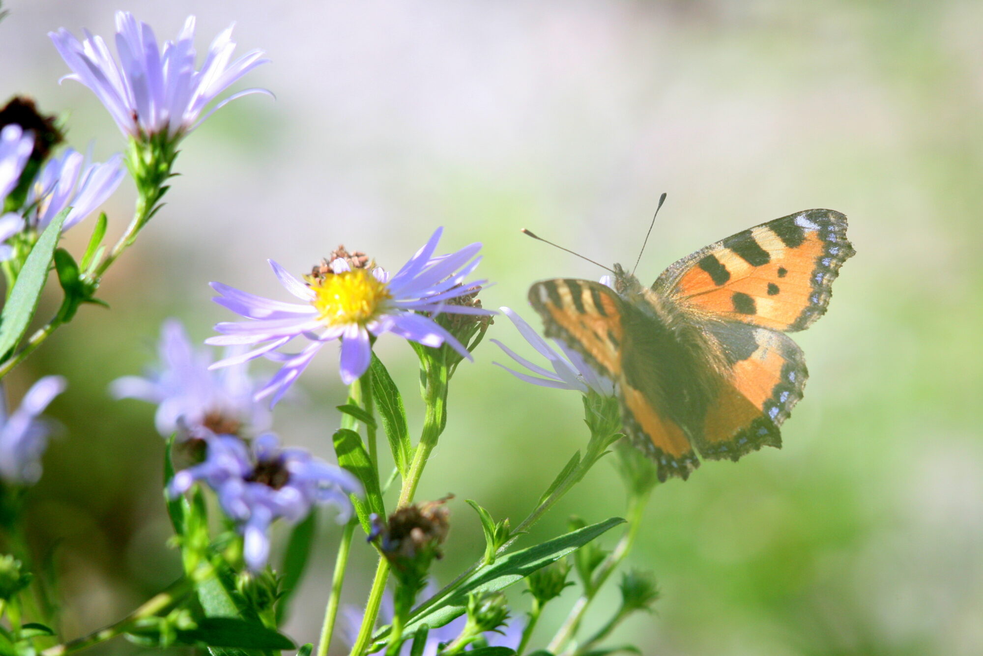 Valokuvaaja: Kaarlo Asikainen