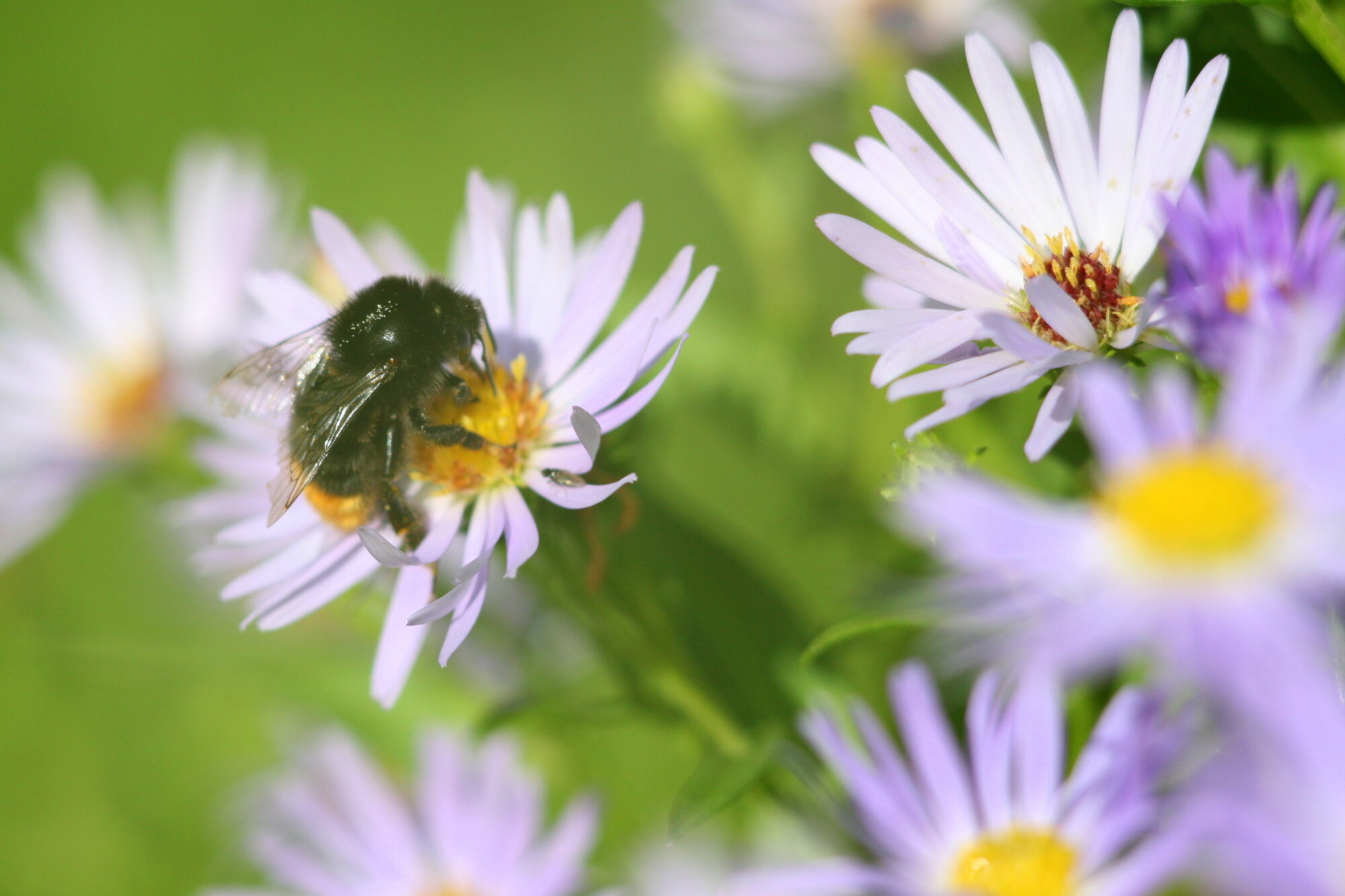 Valokuvaaja: Kaarlo Asikainen