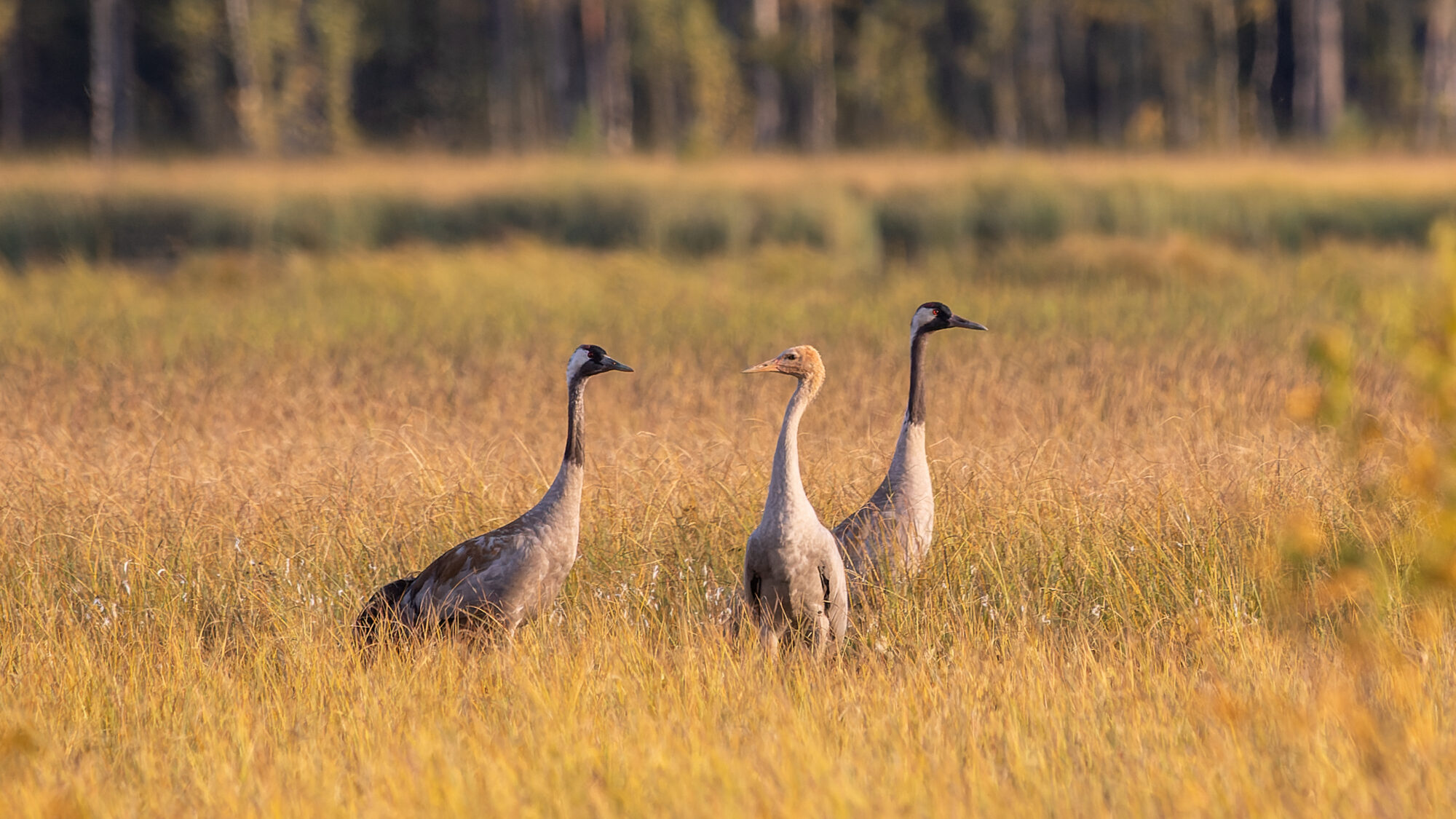 Valokuvaaja: Tommi Kujala