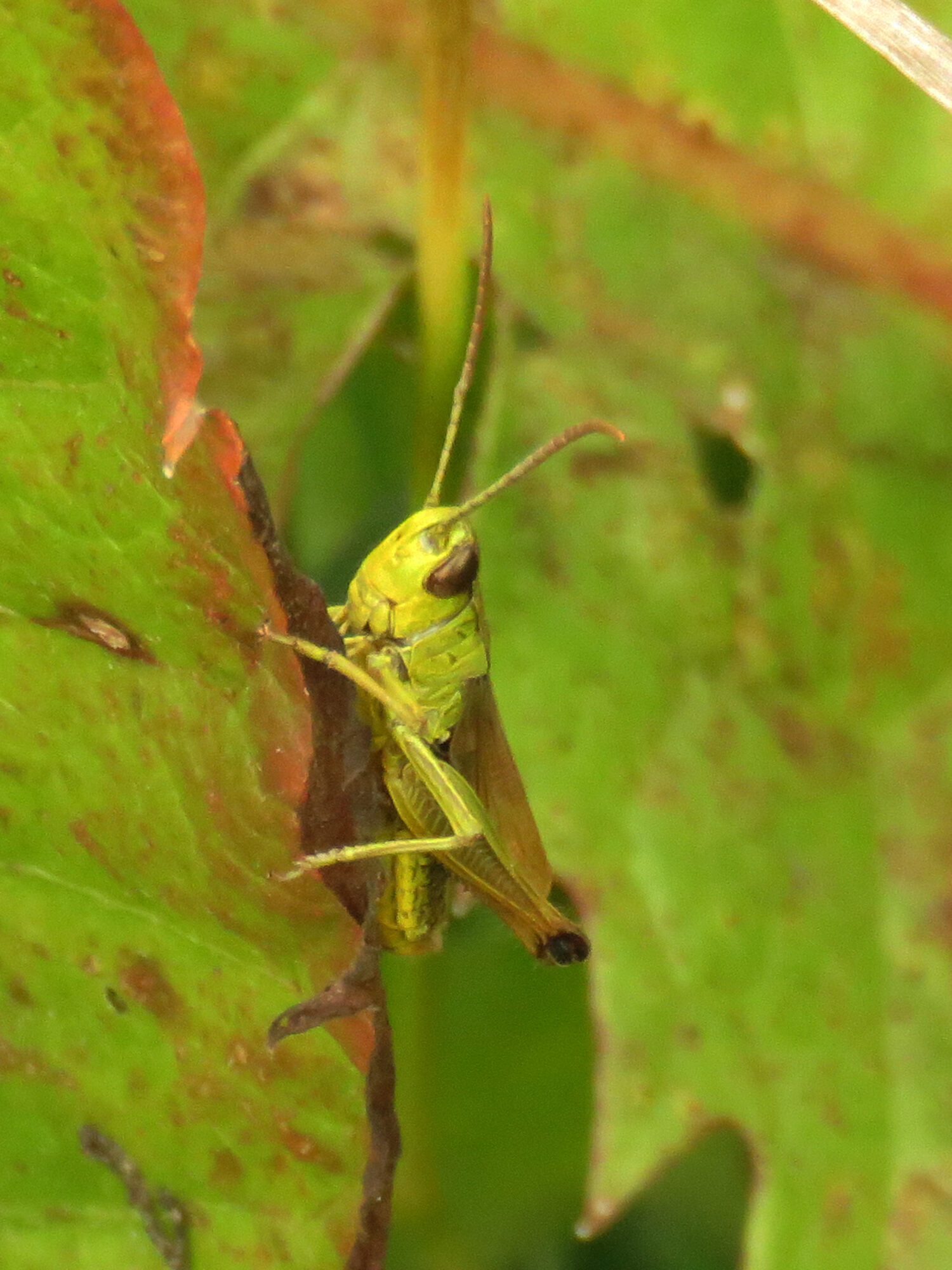 Valokuvaaja: Liisa Johansson