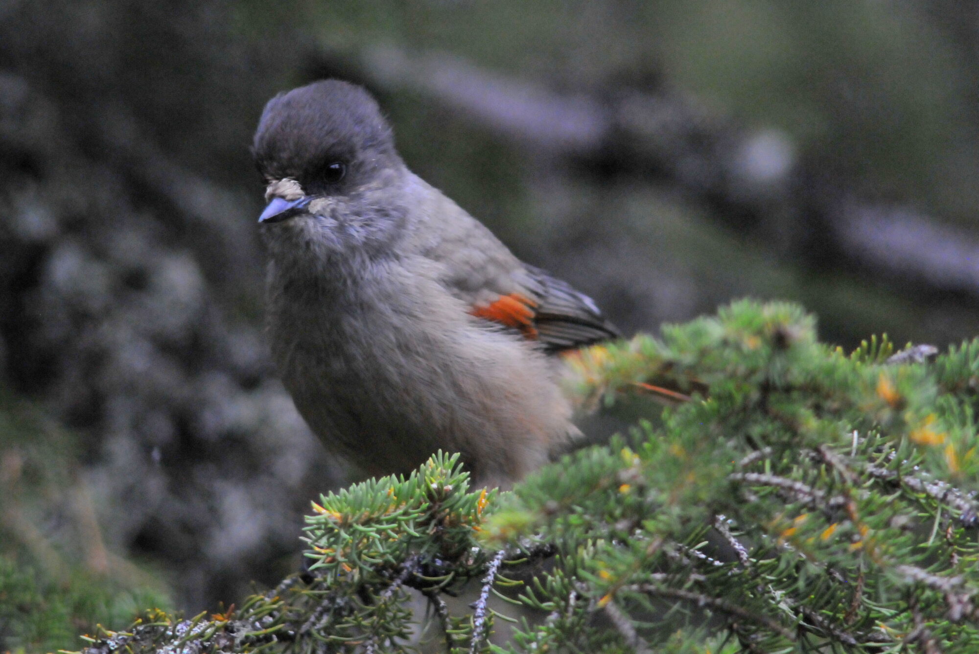 Valokuvaaja: Kaarlo Asikainen