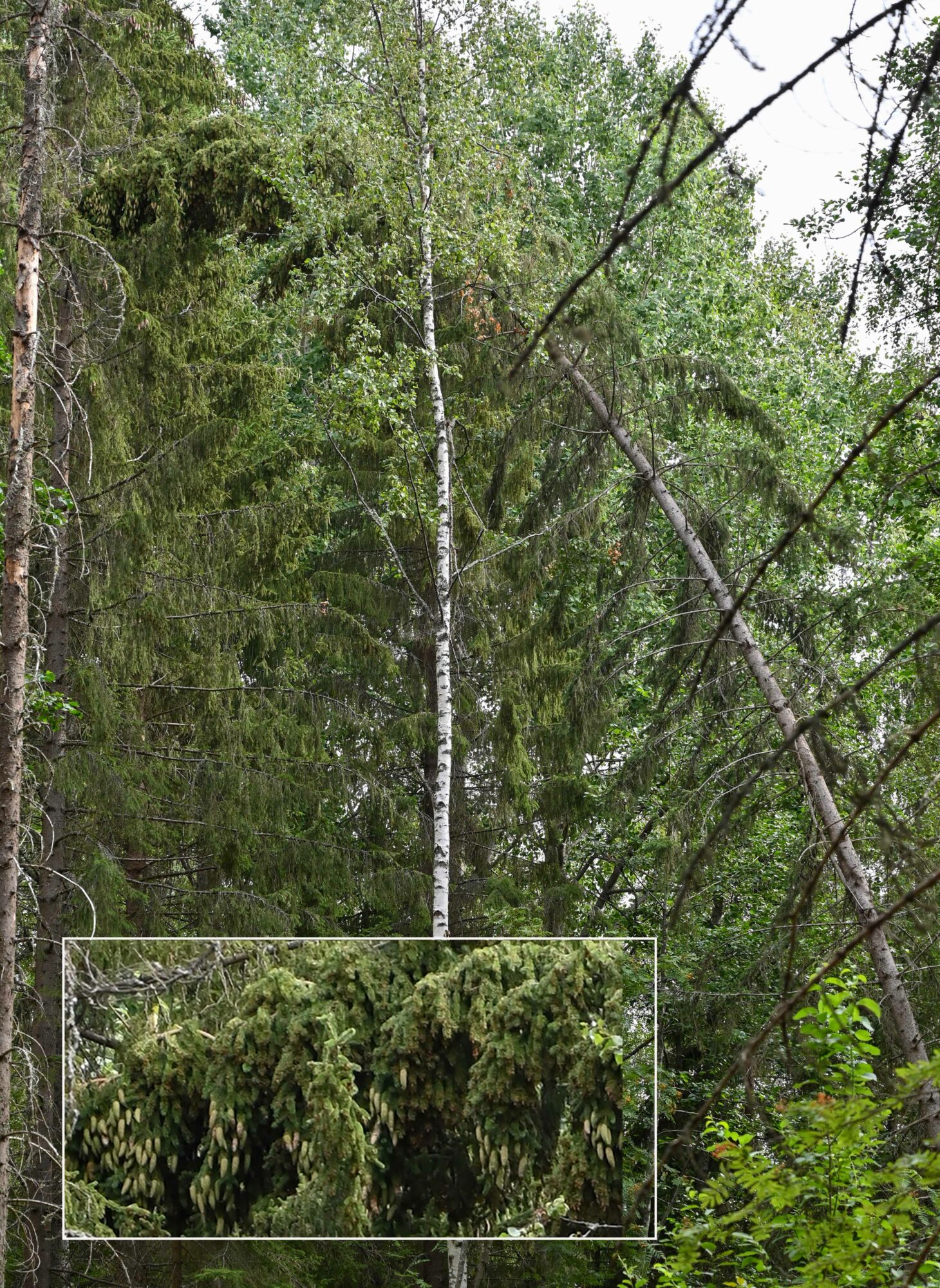 Valokuvaaja: Matti Manninen