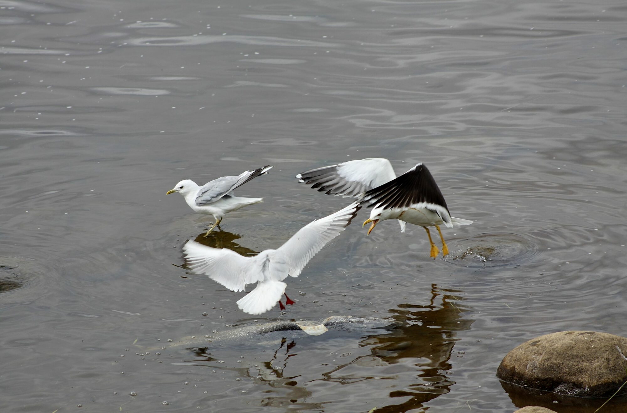Valokuvaaja: Pirkko Siukonen
