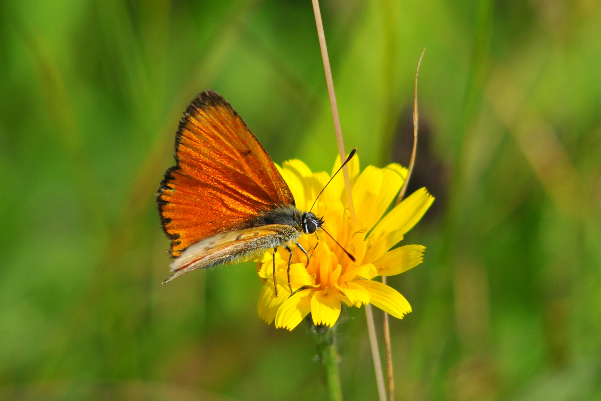 Valokuvaaja: Kaarlo Asikainen