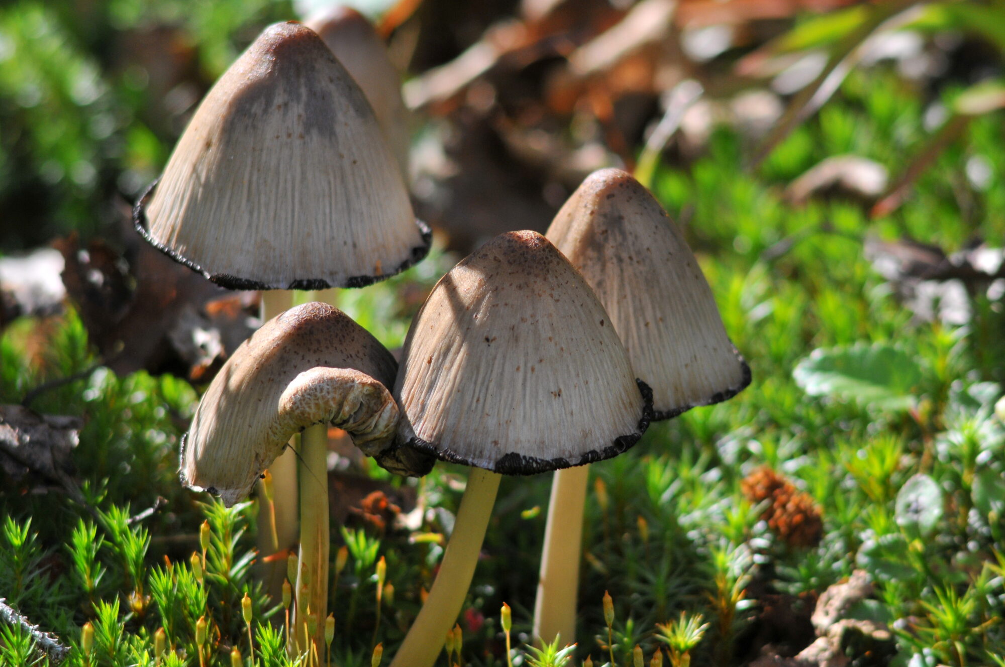 Valokuvaaja: Kaarlo Asikainen