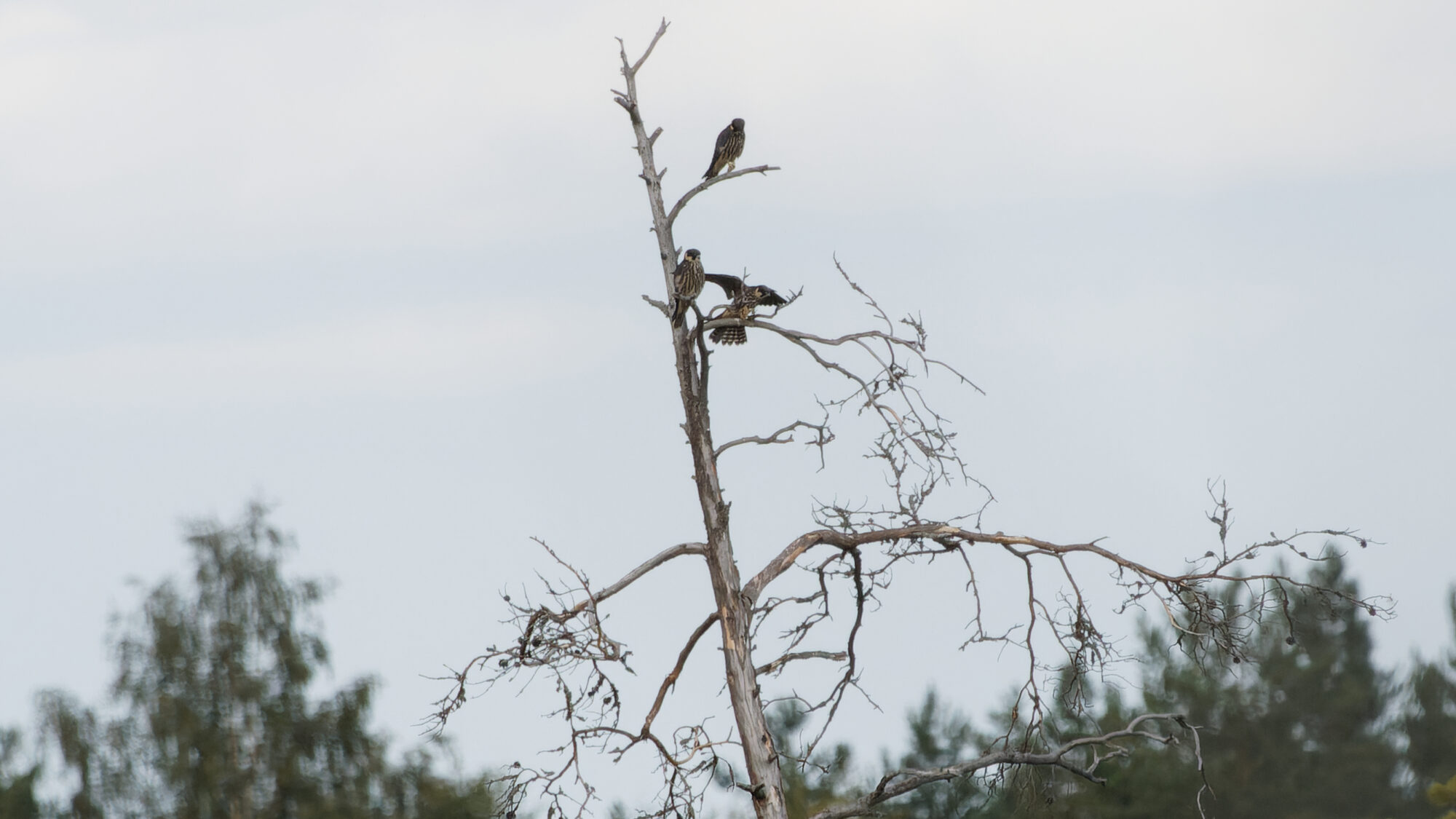 Valokuvaaja: Tommi Kujala